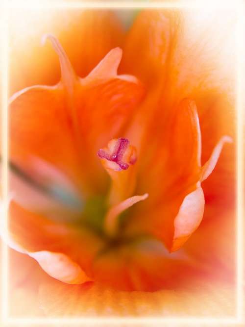 Lily Orange Macro Close Close Up Flowers Blossom