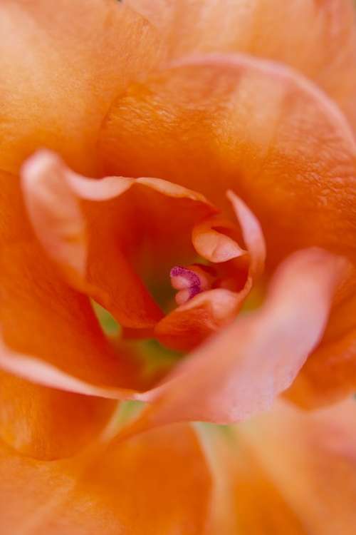 Lily Orange Macro Close Close Up Flowers Fresh