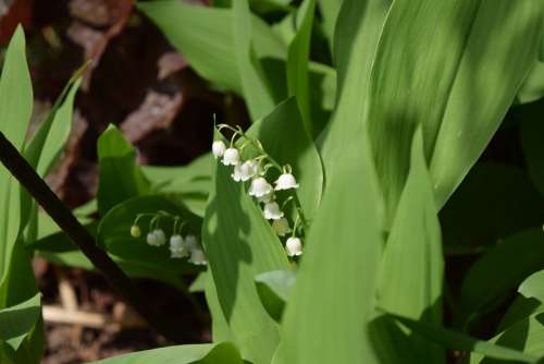 Lily Of The Valley Flower Spring Nature Blossom