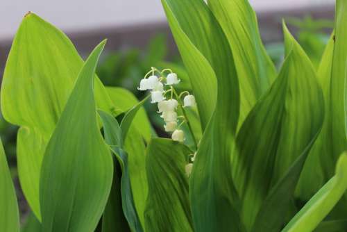 Lily Of The Valley Green Leaves Wide Spring Plant