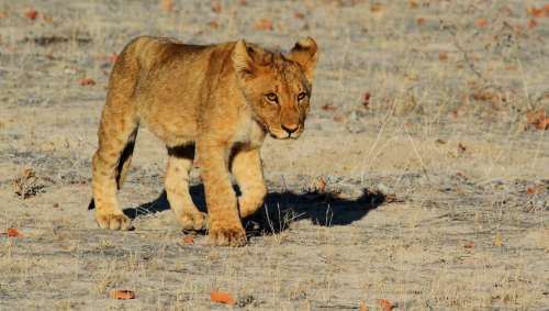 Lion Etosha Namibia Africa Safari Lion Cub