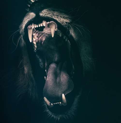 Lion Teeth Roar Fear Angry Roaring Strength