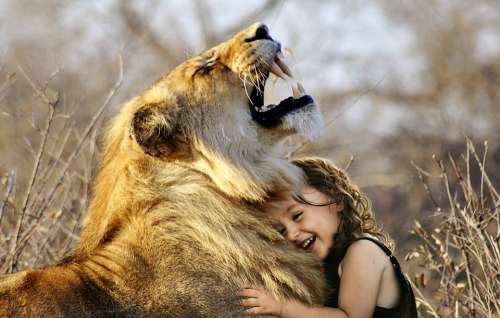 Lion Roar Africa Animal Wildcat Wild Cat Fur