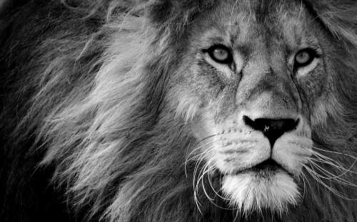 Lion Predator Black And White Dangerous Mane