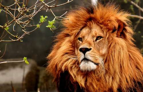 Lion Predator Dangerous Mane Big Cat Male Zoo