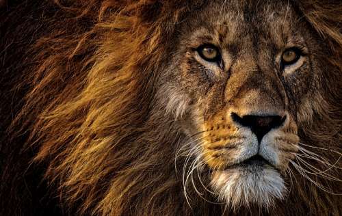 Lion Predator Dangerous Mane Big Cat Male Zoo