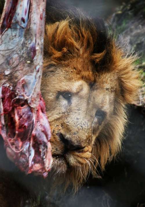 Lion Male Predator Animal Africa Mane Dangerous