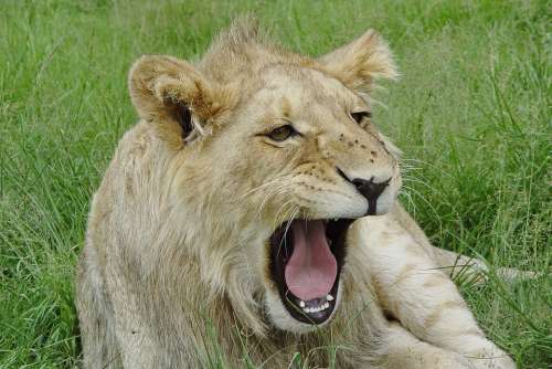Lion Yawn Young Males Animal World Predator