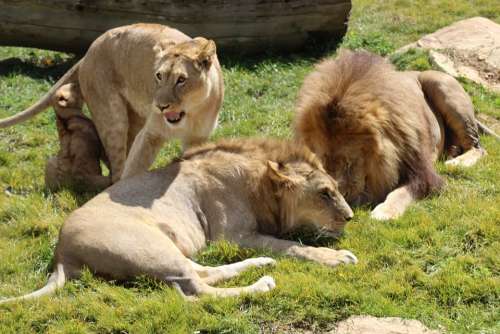 Lion Animals Feline Tawny Family Wild
