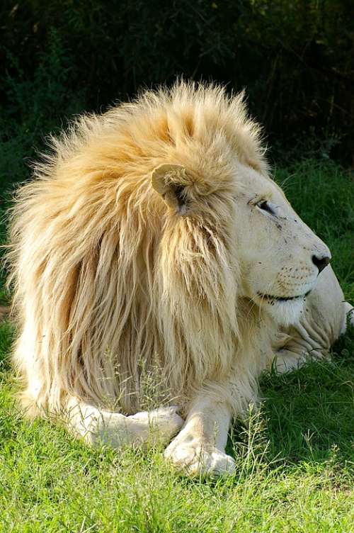 Lion White Lion Animal Males Predator Mane Nature