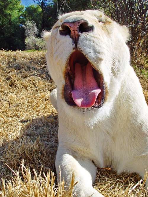 Lion Female Big Cat Lioness White White Lioness