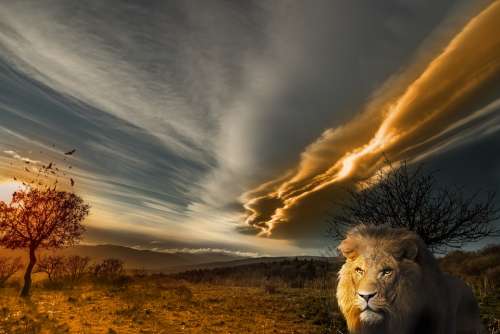 Lion Animal Prairie Landscape Sun Tawny Wild