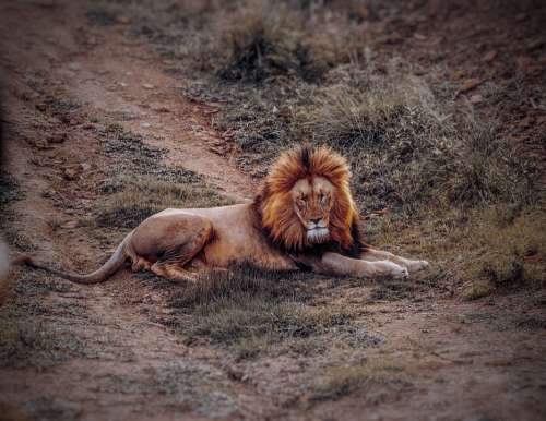 Lion Animal Safari Wildlife Zoo Male Nature