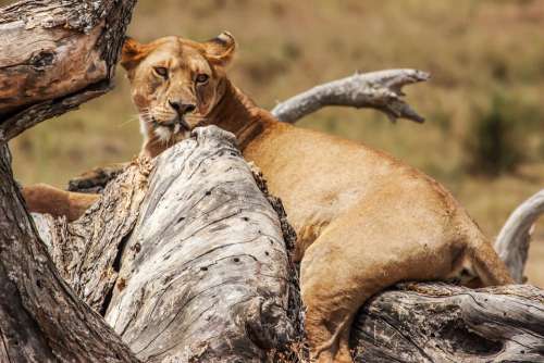 Lion Tree Safari Nature Wildlife Tanzania
