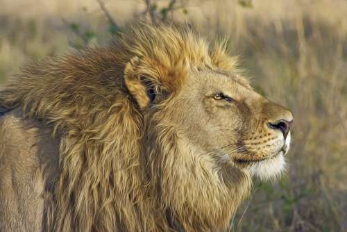 Lion Big Cat Predator Safari Wilderness Wildlife