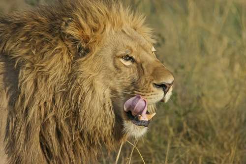 Lion Predator Big Cat Safari Africa Animal World