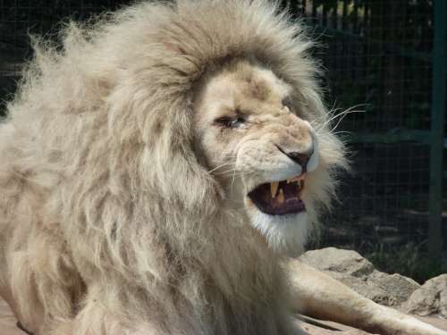 Lion Wildlife Cat Leo Animal King Fang Roar
