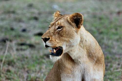 Lioness Africa Cat Wildcat Wild Fauna Wildlife
