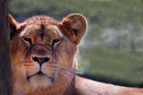 Lioness Wild Africa Predator Portrait Carnivore