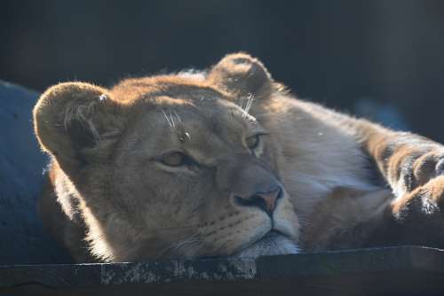 Lioness Predator Africa Woman Carnivores Mammal