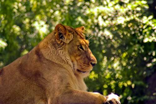 Lioness At Madison Zoo Lion Cat Animal Predator