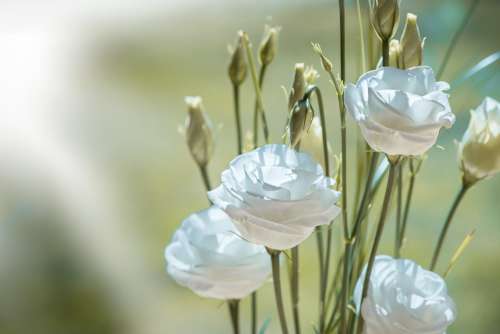 Lisianthus Flower Blossom Bloom White White Flower