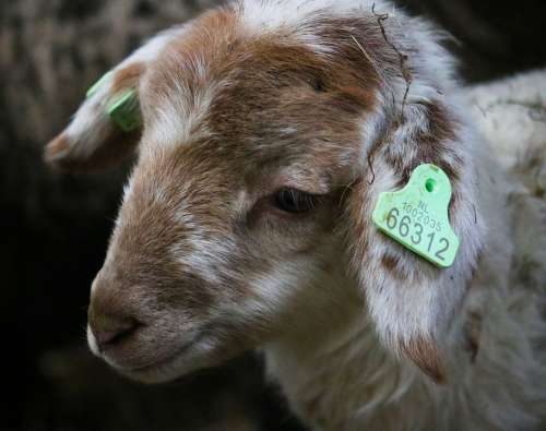 Little Lamb Sheep Animal Cute Baby Young Sweet