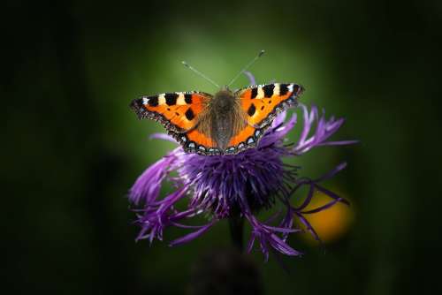 Little Fox Butterfly Edelfalter Beautiful Flower