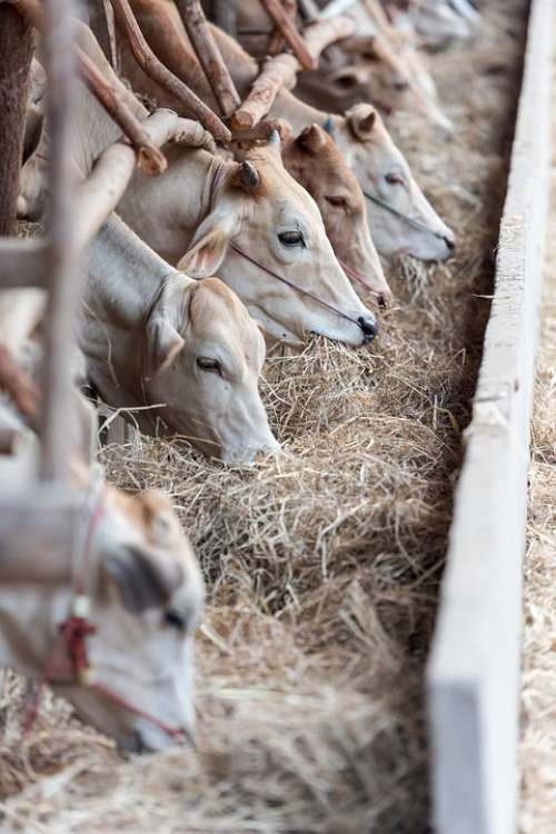Livestock Cows Cattle Animals Farm Feeding Eating