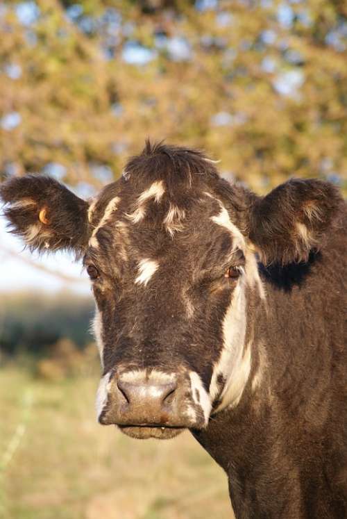 Livestock Agriculture Farm Cow