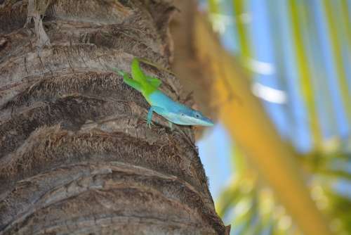 Lizard Palm Colorful Reptile Exotic Nature