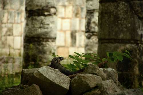 Lizard Pyramids Maya Mexico Pyramid Architecture