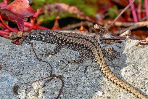 Lizard Animal Reptile Animal World Nature