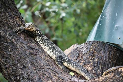 Lizard Tree Monitor Lizard Reptile Resting