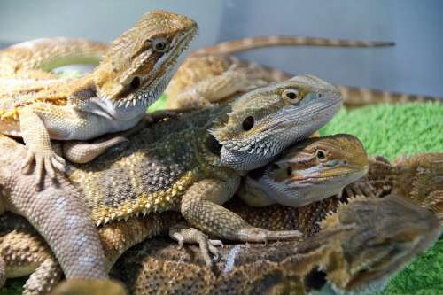Lizard Agama Vivarium Reptile Exotic Sale