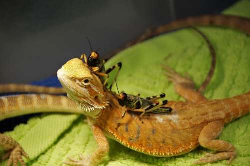 Lizard Agama Vivarium Reptile Exotic Grasshopper