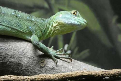 Lizard Nature Reptile Zoo