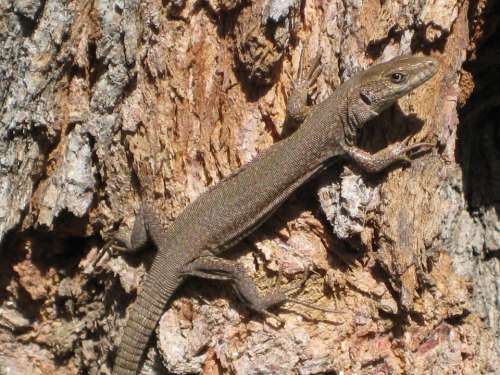 Lizard Spring Vigilant