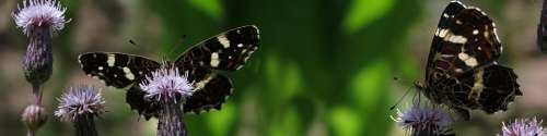 Lndkärtchen Araschnia Levana Edelfalter Butterflies