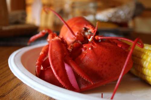 Lobster Food Seafood Maine New England Corn