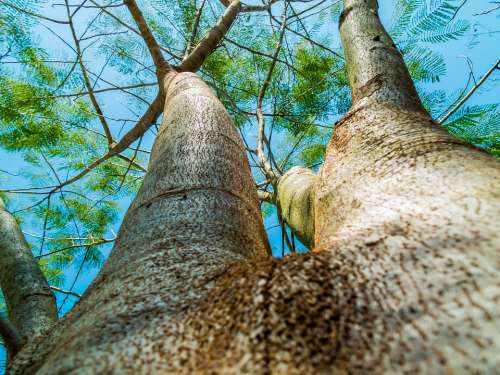 Log Tree Bark Aesthetic Forest High