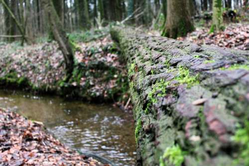 Log Bach Moss Water Wood Moist Leaves Forest