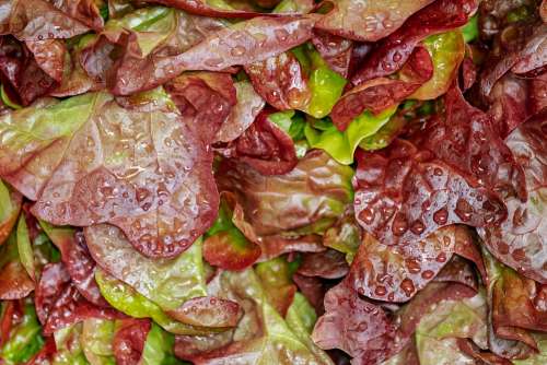 Lollo Rosso Cut Salad Salad Crisp Fresh Washed