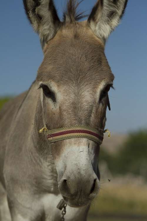 Long Ear Donkey Ears Nature Animal