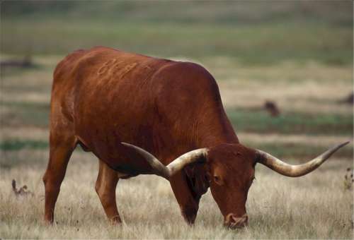 Longhorn Texas Cow Pasture Livestock Brown Grass