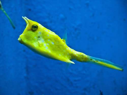 Longhorn Cowfish Fish Yellow Cowfish