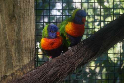 Lorikeet Zoo Bird Colorful Plumage Feathers