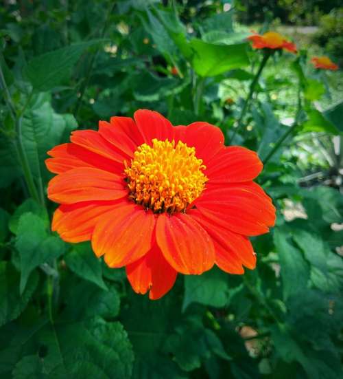 Lots Of Kneeling Flowers Nature Flower