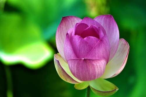 Lotus Lotus Flower Flower Pink Petals Bloom