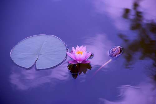 Lotus Natural Water Meditation Zen Spirituality